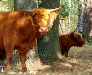 hth schotse hooglanders lfw. knipsel